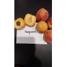 Abricotier Hargrand | Très gros fruits, rustique au froid