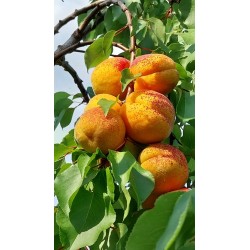 Abricotier Hargrand | Très gros fruits, rustique au froid