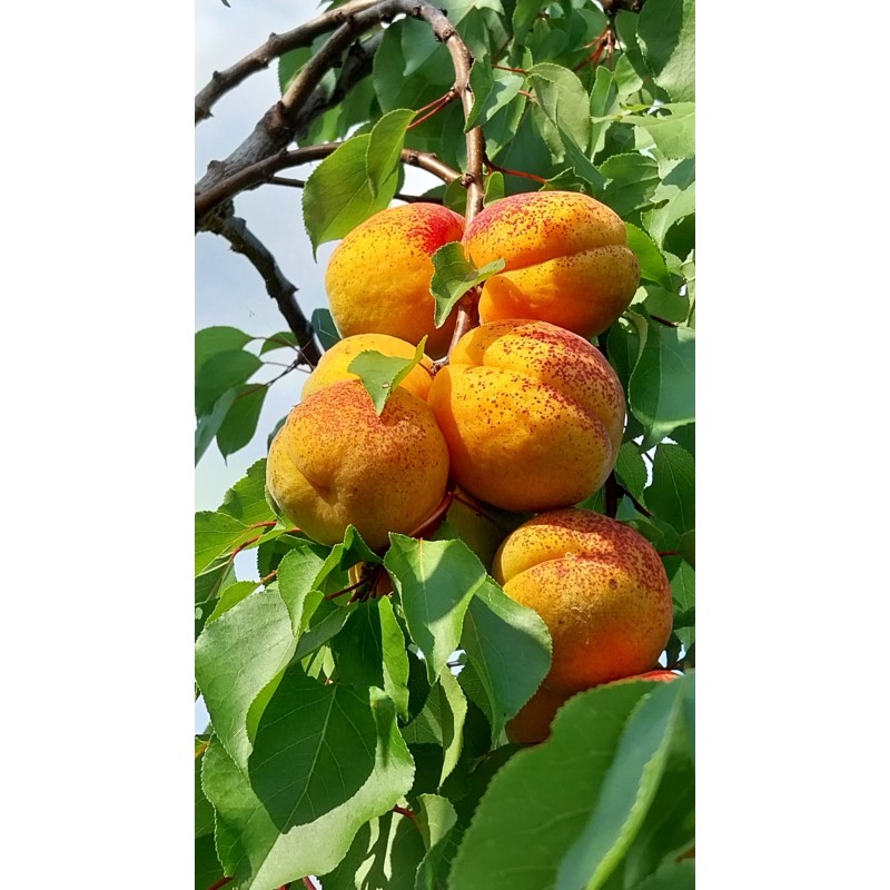 Abricotier Hargrand | Très gros fruits, rustique au froid