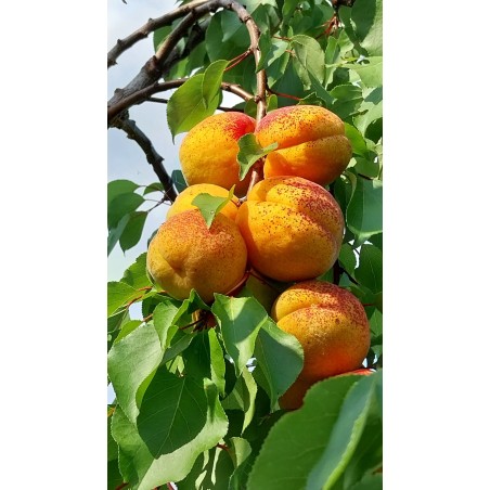 Abricotier Hargrand | Très gros fruits, rustique au froid