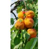 Abricotier Hargrand | Très gros fruits, rustique au froid