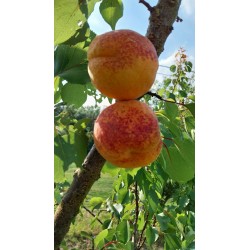 Abricotier Hargrand | Très gros fruits, rustique au froid