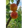 Abricotier Hargrand | Très gros fruits, rustique au froid