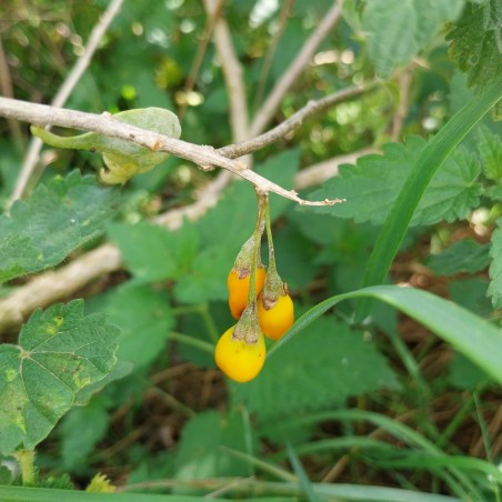 Baie de goji Amber Sweet
