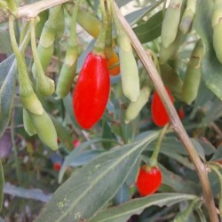 Baie de goji rouge sans épine, baies très douces | La Hunelle