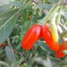 Baie de goji rouge sans épine, baies très douces | La Hunelle