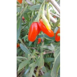 Baie de goji rouge sans épine, baies très douces | La Hunelle
