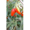 Baie de goji rouge sans épine, baies très douces | La Hunelle