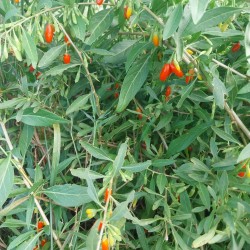 Baie de goji rouge sans épine, baies très douces | La Hunelle