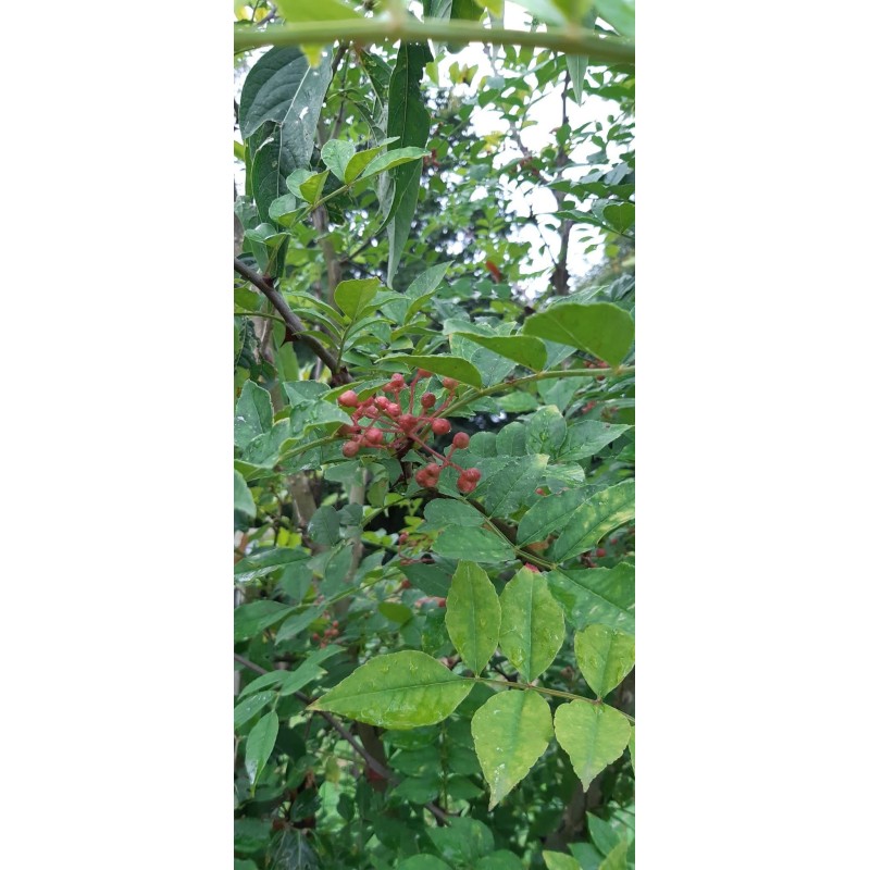 Poivrier du Sichuan, le poivre à cultiver au jardin | La Hunelle