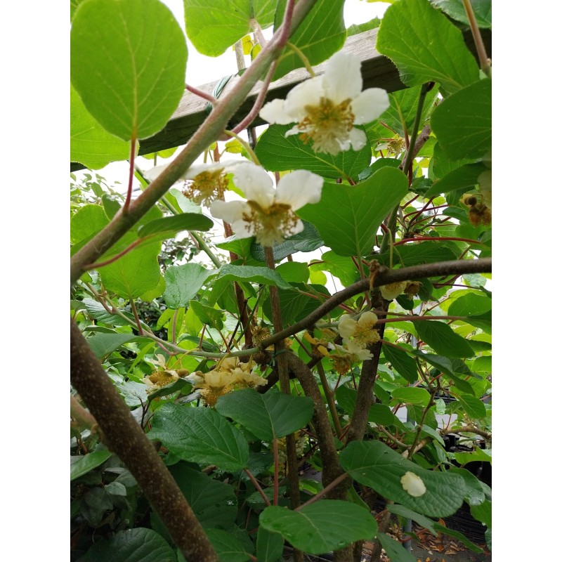 Kiwi Tomuri, pied mâle pollinisateur du Hayward | La Hunelle