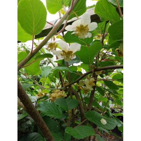 Kiwi Tomuri, pied mâle pollinisateur du Hayward | La Hunelle