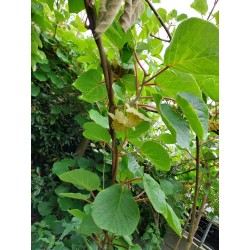 Kiwi Tomuri, pied mâle pollinisateur du Hayward | La Hunelle