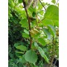 Kiwi Tomuri, pied mâle pollinisateur du Hayward | La Hunelle