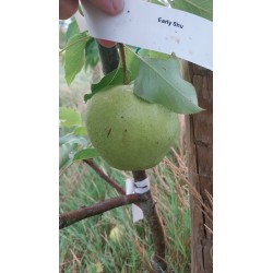 Nashi Early Shu, poire asiatique verte et croquante | La Hunelle