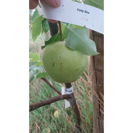 Nashi Early Shu, poire asiatique verte et croquante | La Hunelle