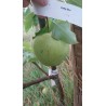 Nashi Early Shu, poire asiatique verte et croquante | La Hunelle