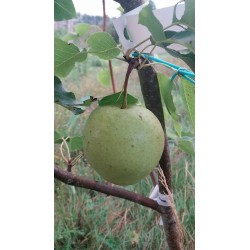 Nashi Early Shu, poire asiatique verte et croquante | La Hunelle