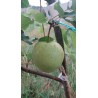 Nashi Early Shu, poire asiatique verte et croquante | La Hunelle