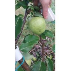 Nashi Early Shu, poire asiatique verte et croquante | La Hunelle