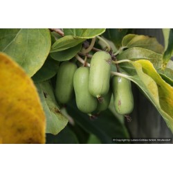 Kiwaï Super Jumbo, les plus gros fruits de nos kiwaïs | La Hunelle