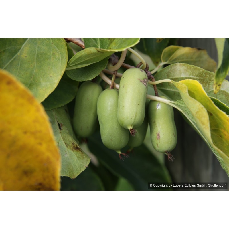 Kiwaï Super Jumbo, les plus gros fruits de nos kiwaïs | La Hunelle