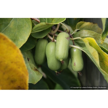 Kiwaï Super Jumbo, les plus gros fruits de nos kiwaïs | La Hunelle