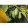 Kiwaï Super Jumbo, les plus gros fruits de nos kiwaïs | La Hunelle