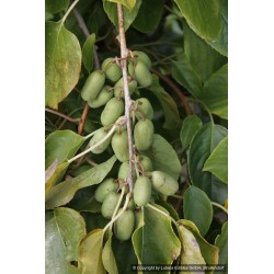 Kiwaï Super Jumbo, les plus gros fruits de nos kiwaïs | La Hunelle