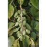 Kiwaï Super Jumbo, les plus gros fruits de nos kiwaïs | La Hunelle