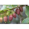 Kiwaï Red Jumbo, petit kiwi rouge à croquer | La Hunelle
