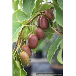 Kiwaï Red Jumbo, petit kiwi rouge à croquer | La Hunelle