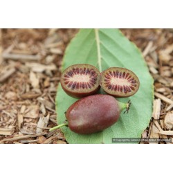 Kiwaï Red Jumbo, petit kiwi rouge à croquer | La Hunelle