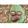 Kiwaï Red Jumbo, petit kiwi rouge à croquer | La Hunelle