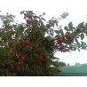 Cerisier nain Romeo, cerises tardives en buisson | La Hunelle