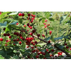 Cerisier nain Crimson Passion, cerises très sucrées en buisson | La Hunelle