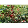 Cerisier nain Crimson Passion, cerises très sucrées en buisson | La Hunelle