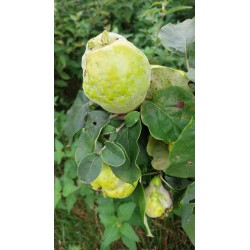 Cognassier Aromatnaya, le coing qui se croque | La Hunelle