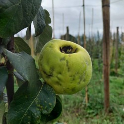 Cognassier Aromatnaya, le coing qui se croque | La Hunelle