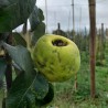 Cognassier Aromatnaya, le coing qui se croque | La Hunelle