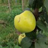 Cognassier Aromatnaya, le coing qui se croque | La Hunelle