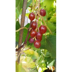 Vigne Lidi, raisin rose précoce et sucré | La Hunelle