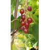 Vigne Lidi, raisin rose précoce et sucré | La Hunelle