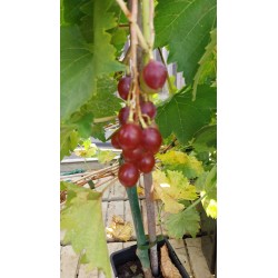 Vigne Lidi, raisin rose précoce et sucré | La Hunelle