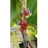 Vigne Lidi, raisin rose précoce et sucré | La Hunelle