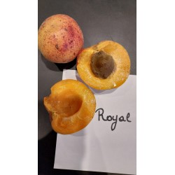 Abricotier Royal en racines nues | Pépinières de la Hunelle