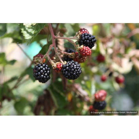 Mûre Asterina, très gros fruits sucrés, sans épines | La Hunelle
