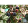 Mûre Asterina, très gros fruits sucrés, sans épines | La Hunelle