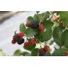 Mûre Asterina, très gros fruits sucrés, sans épines | La Hunelle