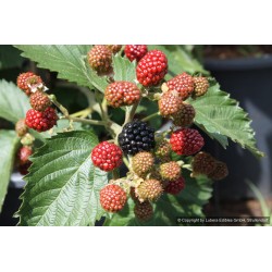 Mûre Asterina, très gros fruits sucrés, sans épines | La Hunelle